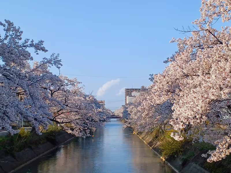 Niigata Private Tour - The Cherry Blossoms in Full Bloom