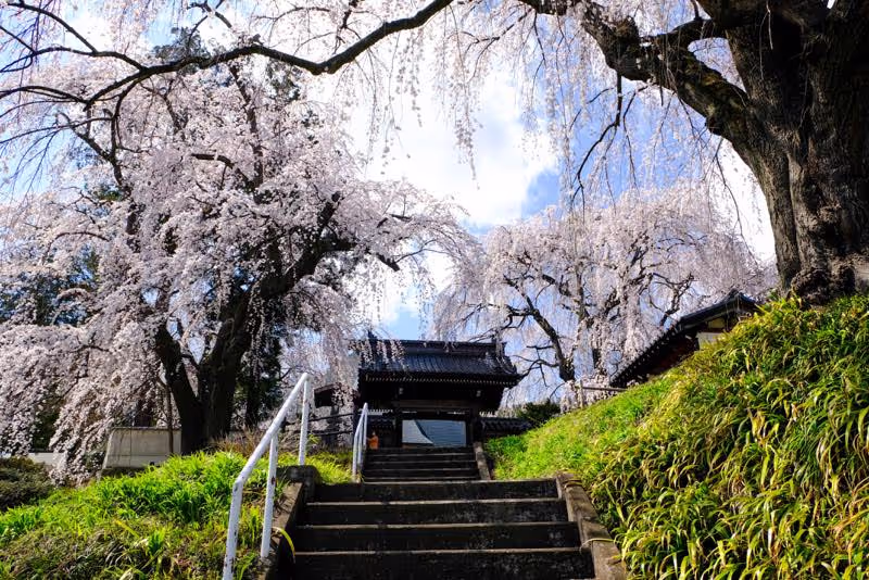 Nagano Private Tour - Cherry blossom