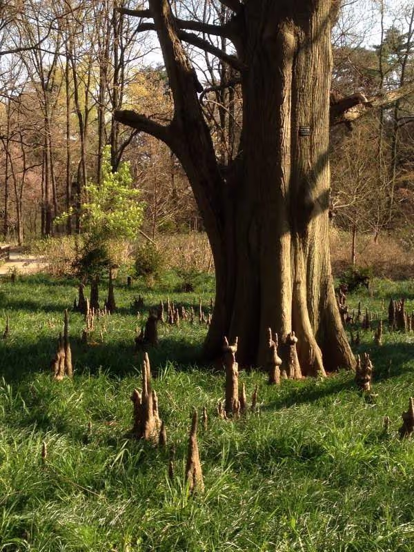 Tokyo Private Tour - at Shinjuku Goen park