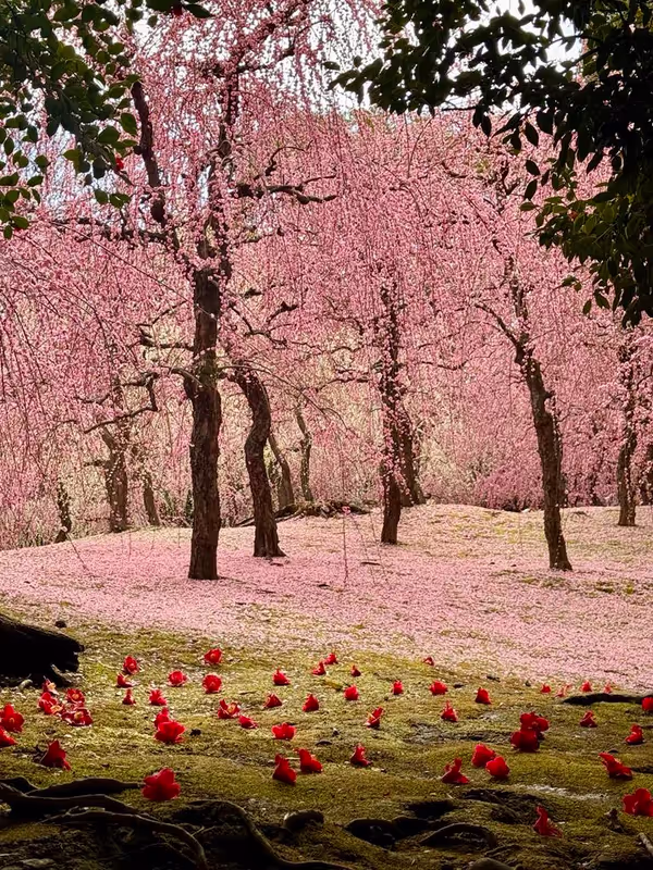 Osaka Private Tour - The cherry blossom magic 