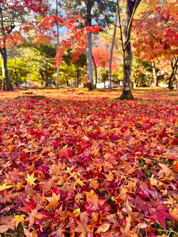 Osaka Private Tour - A sea of autumn leaves 