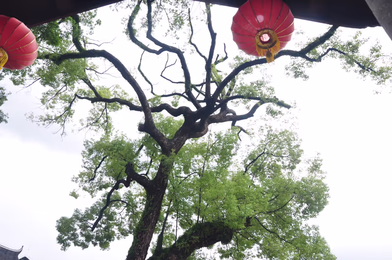 Guangzhou Private Tour - Looking up through the Bodhi tree and lanterns at Guangxiao Temple — a moment of quiet beauty.