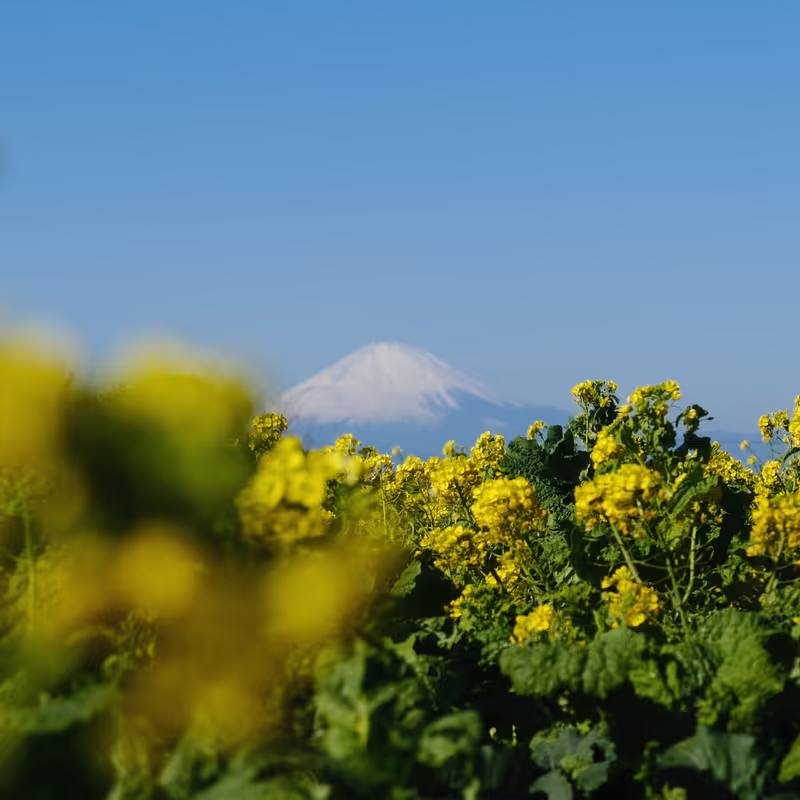 Kanagawa Private Tour - The view is especially clear from autumn to spring.