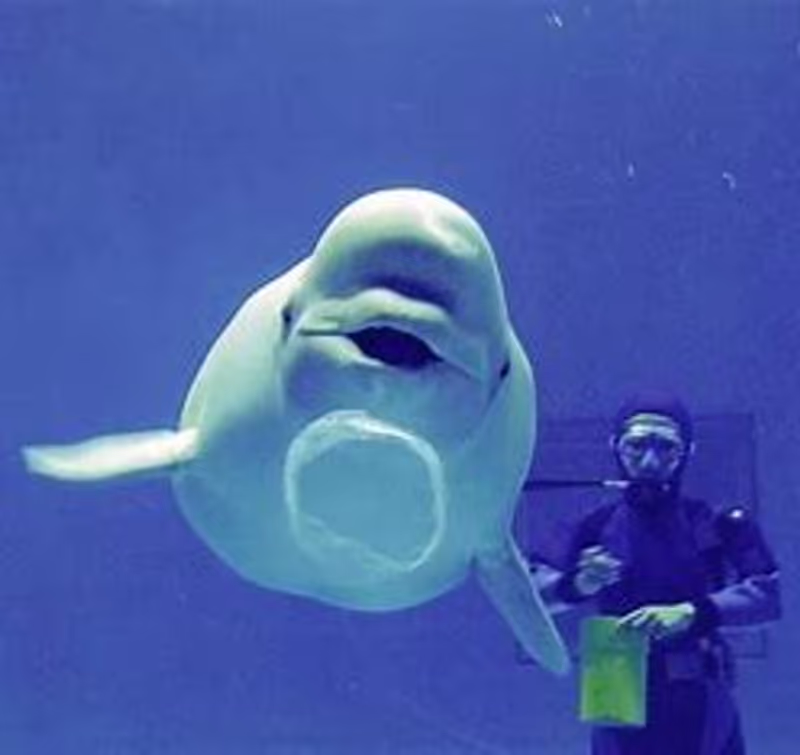 Shimane Private Tour - Beluga Whale Bubble Ring