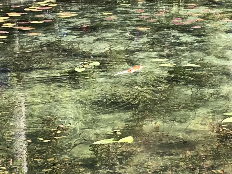 Aichi Private Tour - Not Giverny it is Another Fondation Claude Monet in Seki (Gifu)