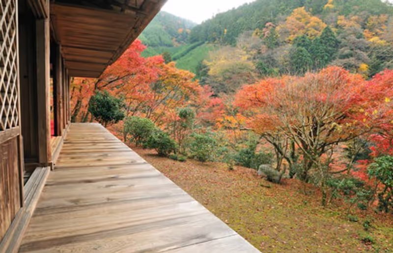 Kyoto Private Tour - Kōsanji Temple - beautiful scenery