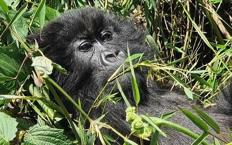 Kigali Private Tour - 