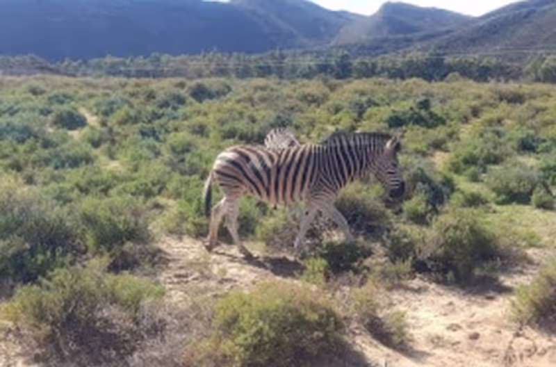 Cape Town Private Tour - 