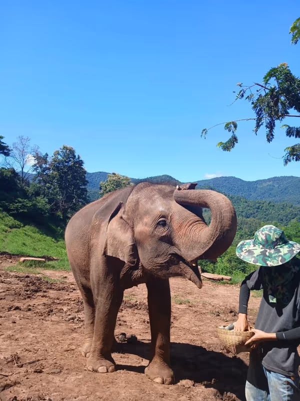 Chiang Mai Private Tour - Mae sa elephant Camp