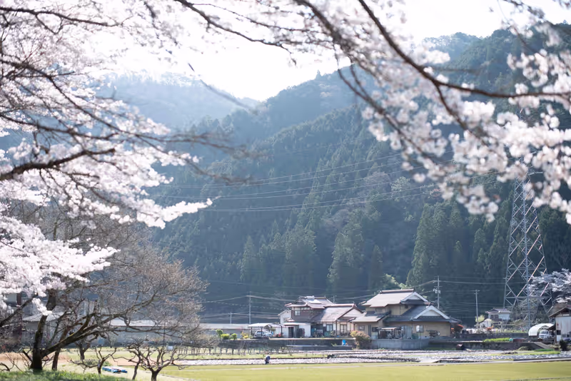 Hiroshima Private Tour -  You can enjoy the cherry blossoms here all to yourself.