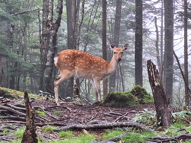 Yamanashi Private Tour - Aokigahara Forest