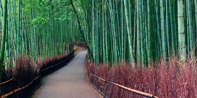 Kyoto Private Tour - Arashiyama Bamboo Forest