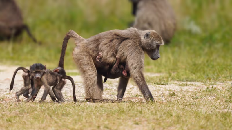 Western Cape Private Tour - 