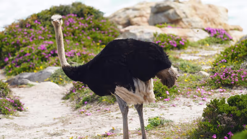 Western Cape Private Tour - 