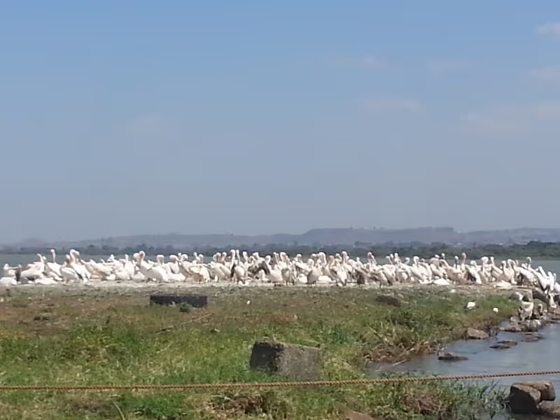 Addis Ababa Private Tour - Pelicans on lake Tana/Bahirdar