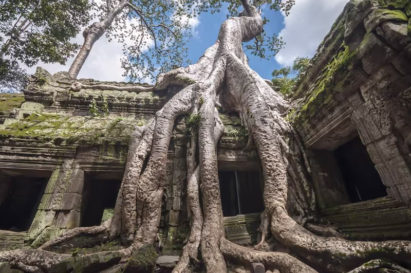 Siem Reap Private Tour - Ta Prohm temple
