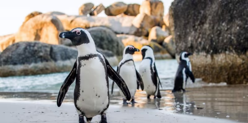Cape Town Private Tour - 