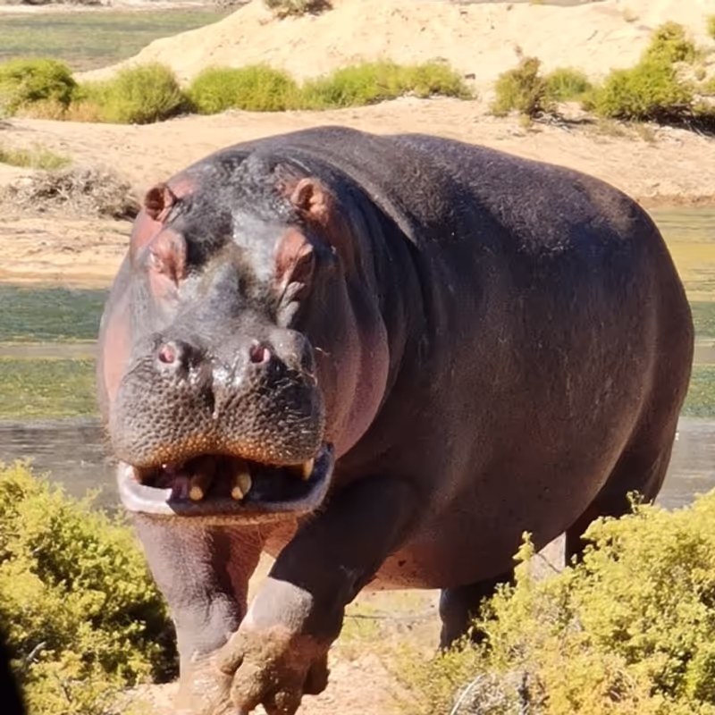 Cape Town Private Tour - Hippo