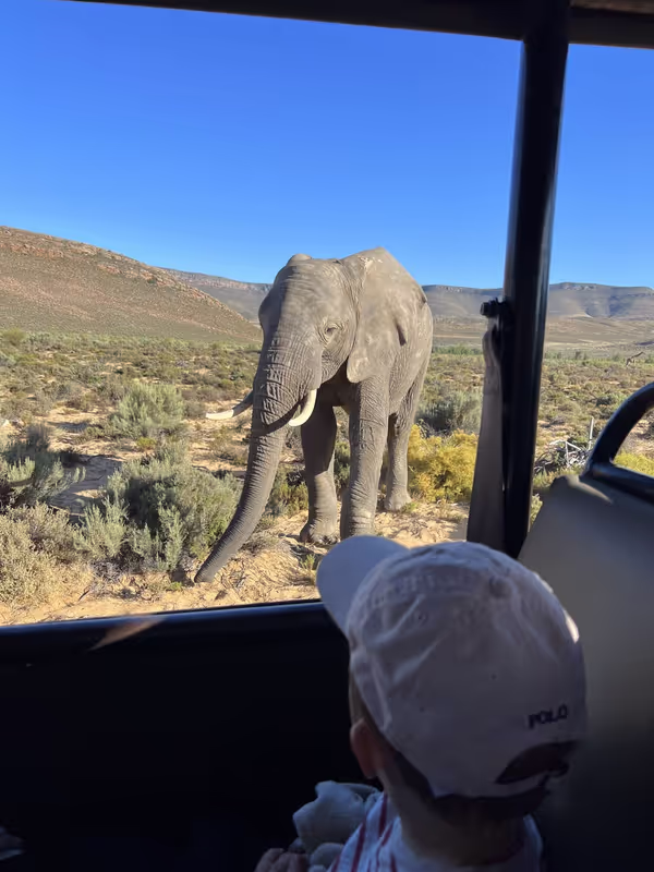 Cape Town Private Tour - Elephant