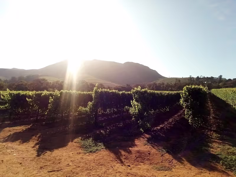 Cape Town Private Tour - A sun kissed vineyard