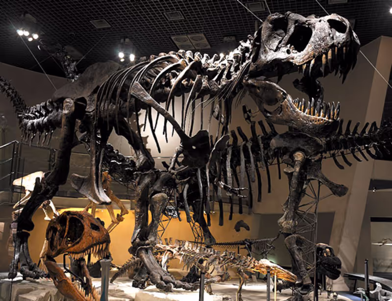 Tokyo Private Tour - national museum of nature and science