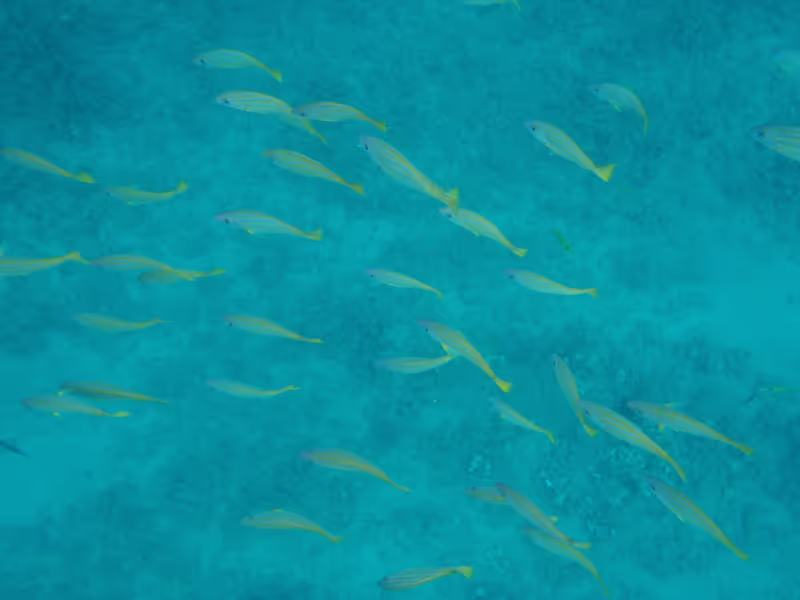 Honolulu Private Tour - Large schools of fish
