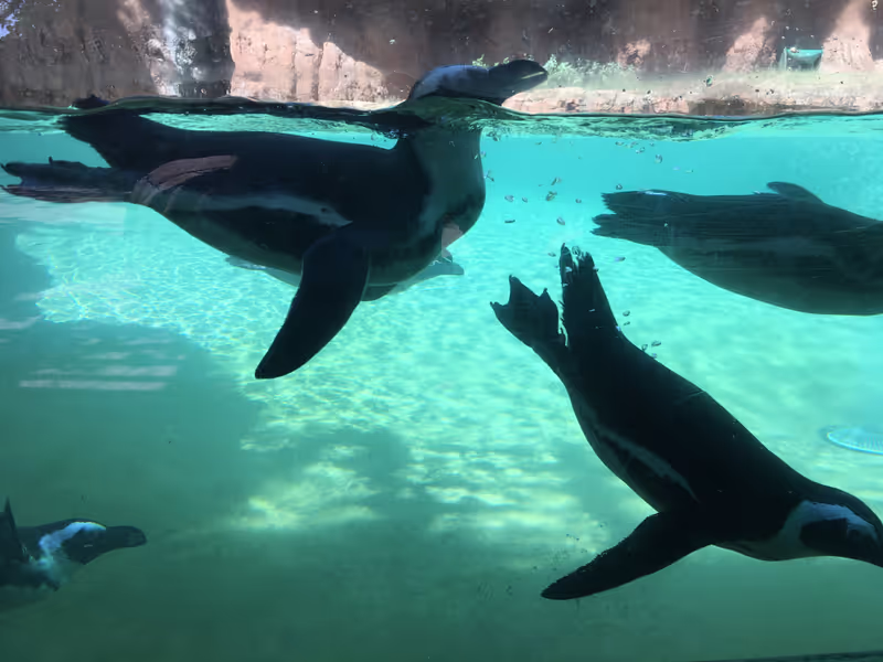 Honolulu Private Tour - Amazing! Penguins in Hawaii!