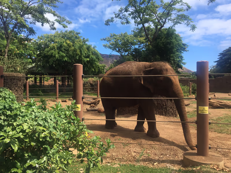 Honolulu Private Tour - Friendly Elephants.