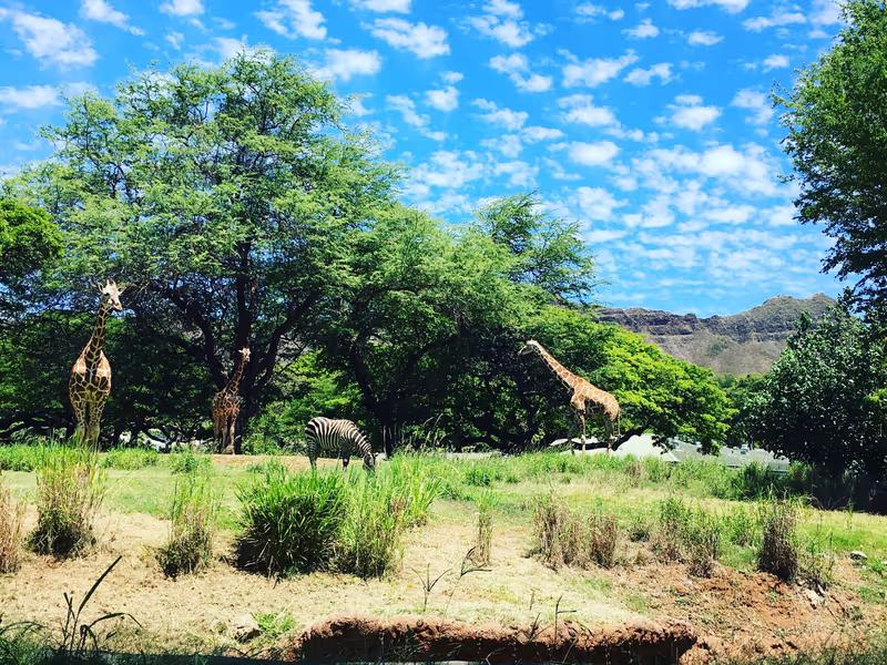 Honolulu Private Tour - Giraffes and Zebras with Diamon Head in the background!