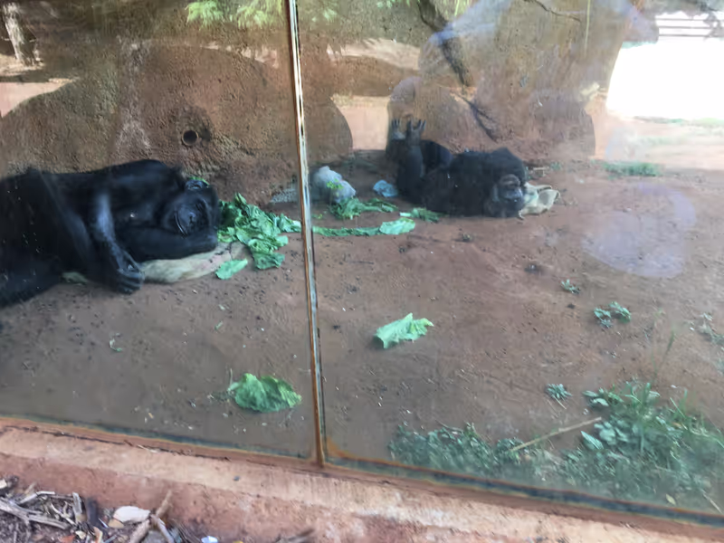 Honolulu Private Tour - Chimpanzees having a nap