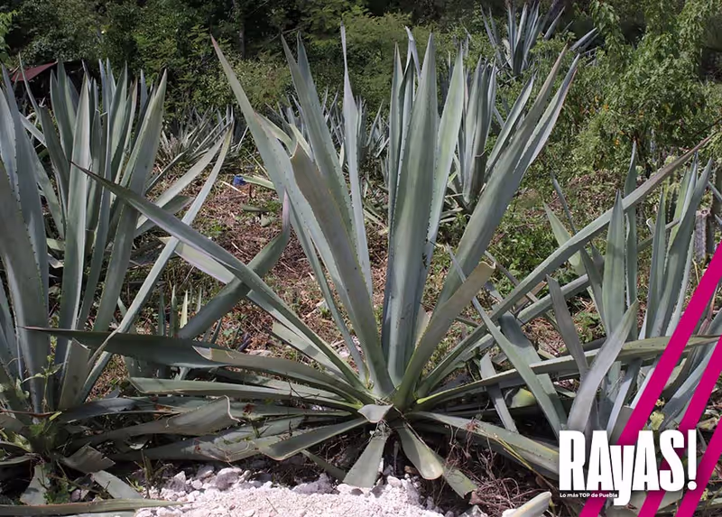 Mexico City Private Tour - Mezcal area, a fashionable drink in the world, given to the Indians by the gods.