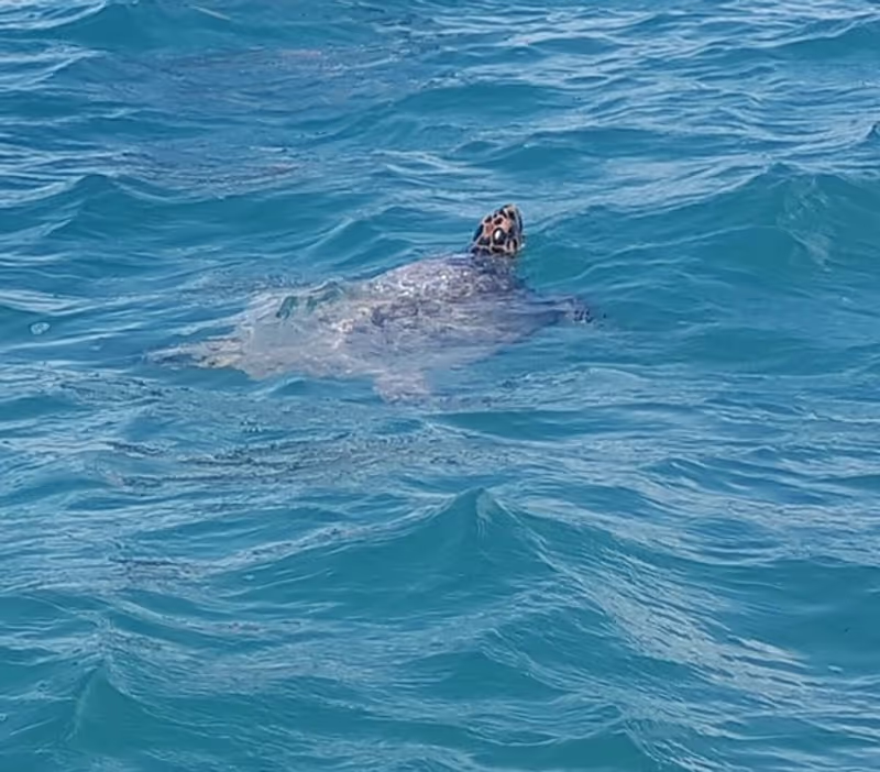 Cancun Private Tour - Sea turtle