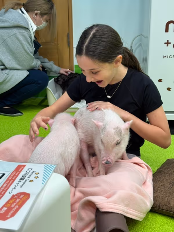 Tokyo Private Tour - Micro Pig Cafe on Takeshita St
