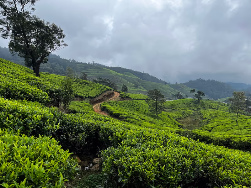 Kandy Private Tour - null