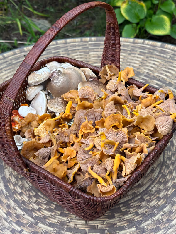 Halifax Private Tour - My October harvest of yellow foot, hedgehogs, chanterelles