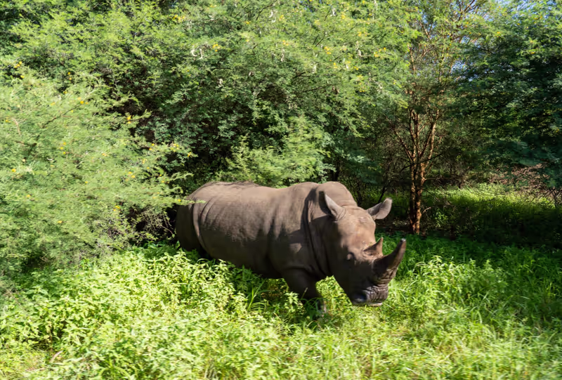 Dakar Private Tour - Safari Game Drive in Bandia Animals Reserve