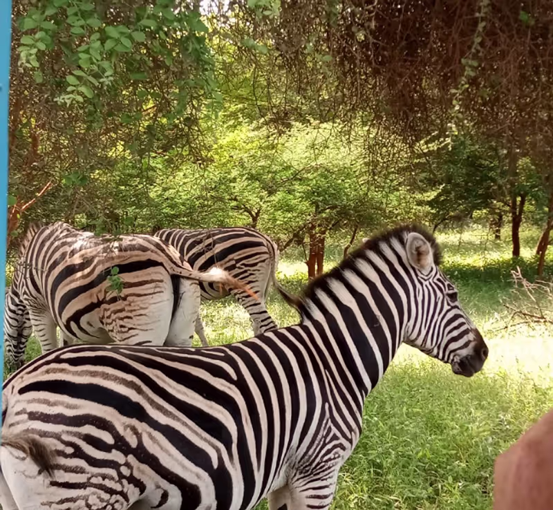 Dakar Private Tour - Zebras in Bandia Animals Reserve
