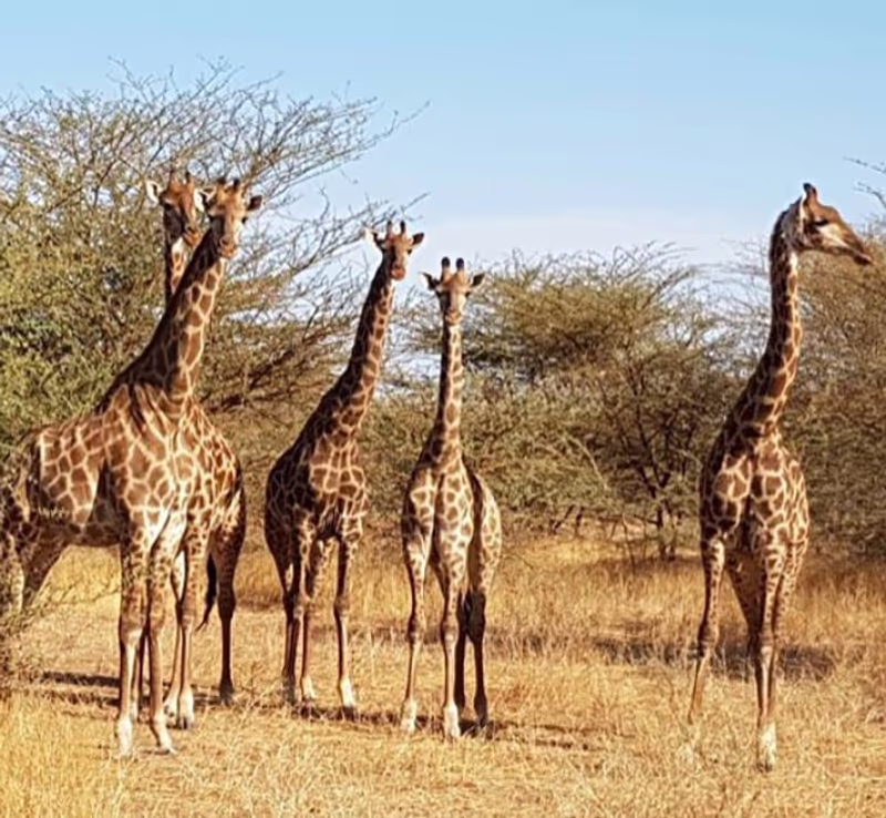 Dakar Private Tour - Giraffe in Bandia Animals Reserve