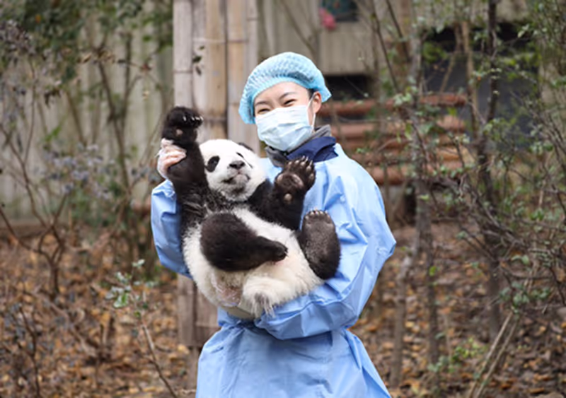 Chengdu Private Tour - null