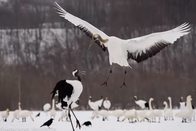 Hokkaido Private Tour - 