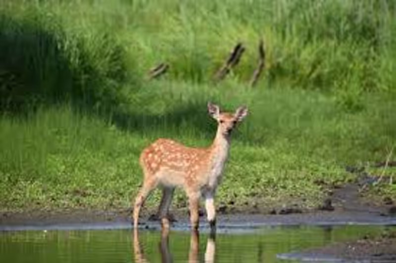 Hokkaido Private Tour - In the river