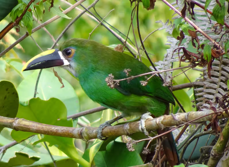 Medellin Private Tour - tucan in the park