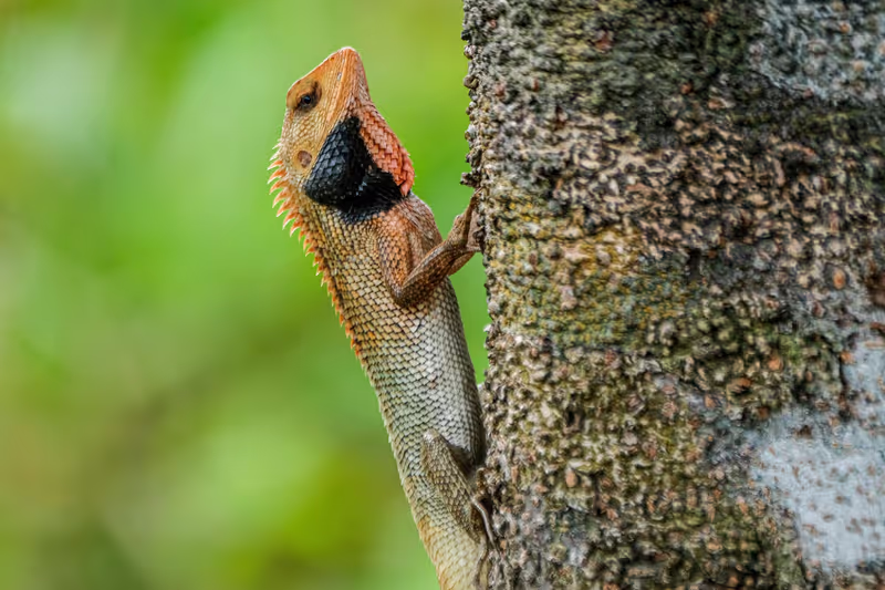 Singapore Private Tour - Changeable Lizard