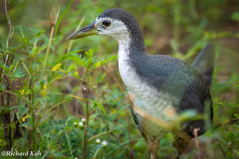 Singapore Private Tour - White-breasted Waterhen