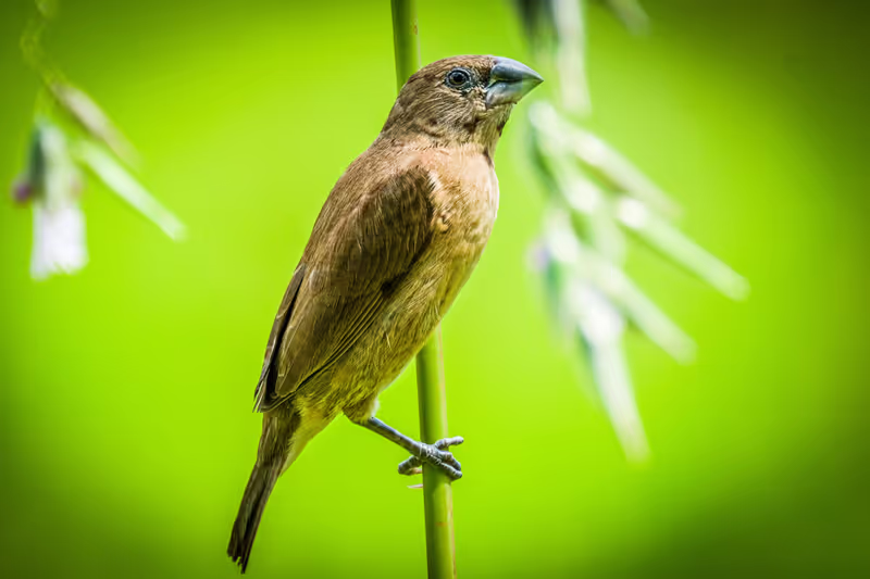 Singapore Private Tour - Scaly Munia