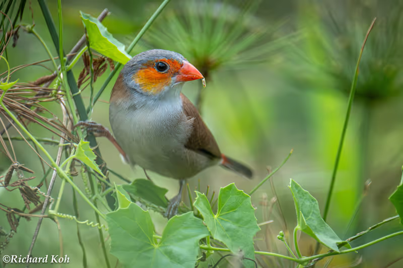 Singapore Private Tour - Orange-cheeked Waxbill