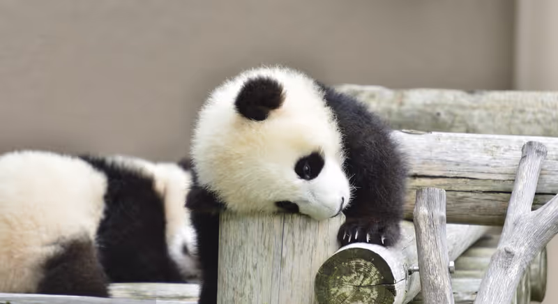 Chengdu Private Tour - null