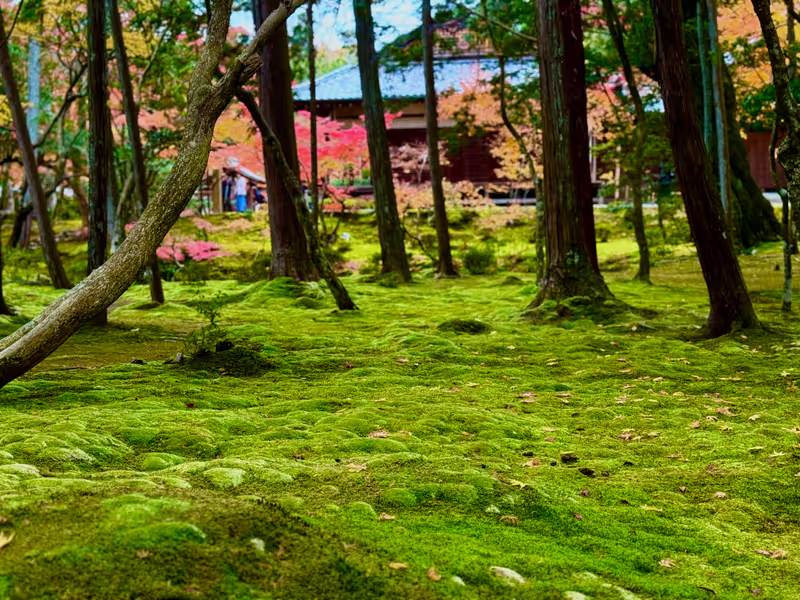 Kyoto Private Tour - Famous moss garden in Saga