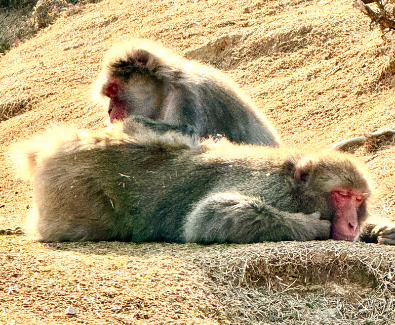 Kyoto Private Tour - Arashiyama Monkey Park