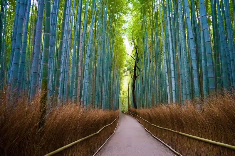 Kyoto Private Tour - The bamboo paths in Arashiyama